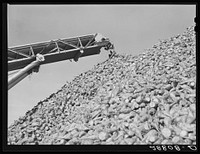 Sugar beets at factory before processing. Brighton, Colorado. Sourced from the Library of Congress.