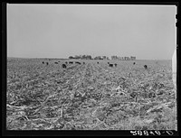 [Untitled photo, possibly related to: Cows eat corn left in the field by mechanical corn picker. Grundy County, Iowa]. Sourced from the Library of Congress.