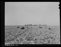 Cows eat corn left in the field by mechanical corn picker. Grundy County, Iowa. Sourced from the Library of Congress.