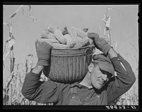 Hired hand with corn used in test for yield. Fred Ukro farm. Grundy County, Iowa. Sourced from the Library of Congress.