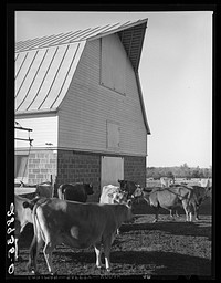 [Untitled photo, possibly related to: Part of the dairy herd at Bois d'Arc cooperative. Osage Farms, Missouri]. Sourced from the Library of Congress.