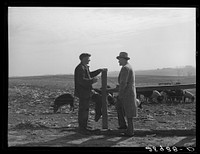 Fred Maschman, TP client, uses best scientific methods for raising hogs with the help of FSA (Farm Security Administration) supervisor. Iowa County, Iowa. Sourced from the Library of Congress.