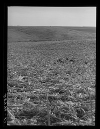 [Untitled photo, possibly related to: Hogs eat corn left in field by mechanical corn picker. Marshall County, Iowa]. Sourced from the Library of Congress.