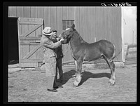FSA (Farm Security Admninistration) supervisor examines colt owned by Fred Maschman, TP client. Maschman uses two teams to farm his land. Iowa County, Iowa. Sourced from the Library of Congress.