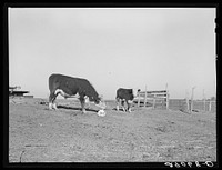[Untitled photo, possibly related to: Hereford steer at salt block. Bois d'Arc Cooperative, Osage Farms, Missouri]. Sourced from the Library of Congress.