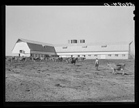 Dairy herd at Hillview Cooperative leads the Pettis County dairy herd improvement farms. Osage Farms, Missouri. Sourced from the Library of Congress.