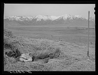 Ranchhand resting on haystack. Dangberg Ranch, Douglas County, Nevada. Sourced from the Library of Congress.
