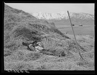 Ranchhand resting on haystack. Dangberg Ranch, Douglas County, Nevada. Sourced from the Library of Congress.