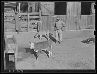 Manuel McLandon, his son, and wife and their two calves. The white-face one is Hereford and will be canned in the fall for home use. The other grade calf will be sold for cash in the fall. Flint River Farms, Georgia. Sourced from the Library of Congress.
