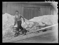 [Untitled photo, possibly related to: Hauling water in milk cans after pipes have frozen. Clinton Gilbert's farm, Woodstock, Vermont]. Sourced from the Library of Congress.