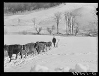 [Untitled photo, possibly related to: Farmer's son and collie dog driving the cows back to the barn after watering them at the brook. All other sources of water supply were frozen for two months during very severe winter. Clinton Gilbert's farm. Woodstock, Vermont]. Sourced from the Library of Congress.