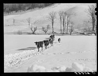 [Untitled photo, possibly related to: Farmer's son and collie dog driving the cows back to the barn after watering them at the brook. All other sources of water supply were frozen for two months during very severe winter. Clinton Gilbert's farm. Woodstock, Vermont]. Sourced from the Library of Congress.