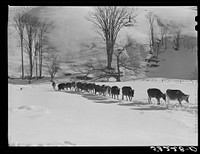 Farmer's son and collie dog driving the cows back to the barn after watering them at the brook. All other sources of water supply were frozen for two months during very severe winter. Clinton Gilbert's farm. Woodstock, Vermont. Sourced from the Library of Congress.