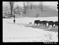 Farmer's son and collie dog driving the cows back to the barn after watering them at the brook. All other sources of water supply were frozen for two months during very severe winter. Clinton Gilbert's farm. Woodstock, Vermont. Sourced from the Library of Congress.
