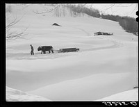 Oxen hauling a sled on Clinton Gilbert's farm. Woodstock, Vermont. Sourced from the Library of Congress.