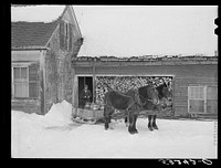 Hauling water in milk cans and sled to Putney farm. All other sources of water supply were frozen for two months. Woodstock, Vermont. Sourced from the Library of Congress.