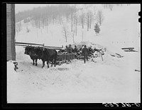 Taking wood from snowed-under woodpile into shed with team of oxen and sled. Near Barnard, Windsor County, Vermont. Woodstock. Sourced from the Library of Congress.