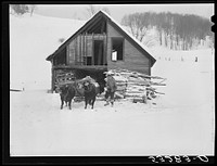 Taking wood from snowed-under woodpile into shed with team of oxen and sled. Near Barnard, Windsor County, Vermont. Sourced from the Library of Congress.