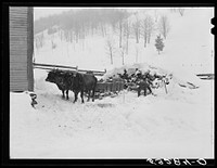 [Untitled photo, possibly related to: Taking wood from snowed-under woodpile into shed with team of oxen and sled. Near Barnard, Windsor County, Vermont]. Sourced from the Library of Congress.