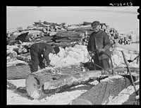 Farmers sawing wood for winter fuel. Near Littleton, New Hampshire. Sourced from the Library of Congress.