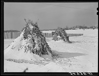 Corn shocks and drift fence in field along U.S. Highway No. 240 near Rockville Maryland. Montgomery County. Sourced from the Library of Congress.