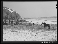 [Untitled photo, possibly related to: Horse and shelter on farm, Montgomery County, Maryland]. Sourced from the Library of Congress.