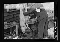 Hog killing time near Frederick, Maryland. Sourced from the Library of Congress.