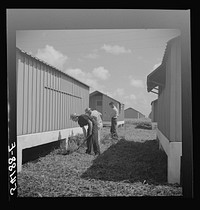 Camp members cutting the grass, cleaning up and making needed repairs during their work time. They pay one dollar a week for their shelters and must put in two hours additional work time at camp jobs. Osceola migratory labor camp, Belle Glade, Florida. Sourced from the Library of Congress.