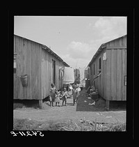 [Untitled photo, possibly related to: Some families of vegetable pickers still live in crowded filthy shacks around Belle Glade, Florida]. Sourced from the Library of Congress.