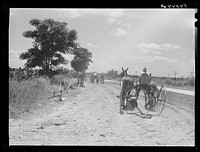 Cultivators and teams leaving central barn at one o'clock to complete their field work during the afternoon. Terrebonne Project, Schriever, Louisiana. Sourced from the Library of Congress.
