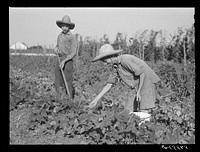 [Untitled photo, possibly related to: The sons of one of the co-op's members picking peas and trying to get the grass out of their garden after long seige of heavy rains. Terrebonne Project, Schriever, Louisiana]. Sourced from the Library of Congress.