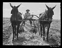 Cultivating a field on Terrebonne Project. Schriever, Louisiana. Sourced from the Library of Congress.