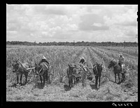 [Untitled photo, possibly related to: The work foreman, chosen by members of the cooperative from among their own group, supervising the cultivation of the sugarcane. Terrebonne Project, Schriever, Louisiana]. Sourced from the Library of Congress.