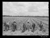 The work foreman, chosen by members of the cooperative from among their own group, supervising the cultivation of the sugarcane. Terrebonne Project, Schriever, Louisiana. Sourced from the Library of Congress.