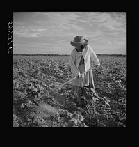 [Untitled photo, possibly related to: Member of Allen Plantation cooperative association hoeing cotton. Near Natchitoches, Louisiana]. Sourced from the Library of Congress.