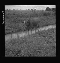 [Untitled photo, possibly related to: Cow cooling off on hot summer day, northeastern Louisiana]. Sourced from the Library of Congress.