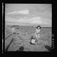 Daughter of member of Allen Plantation cooperative association carrying water to her mother who is chopping cotton in the field. Near Natchitoches, Louisiana. Sourced from the Library of Congress.