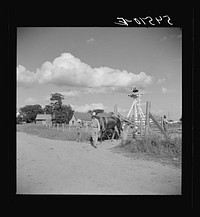 Members of the Terrebonne Project, Schriever, Louisiana, taking the mules from the barn out to the field after the noon hour. Sourced from the Library of Congress.