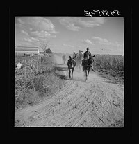 Members of the Terrebonne Project, Schriever, Louisiana, taking the mules back to the barns in the evening after work in the fields. Sourced from the Library of Congress.