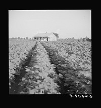 [Untitled photo, possibly related to: Mulattoes' home on Melrose cotton plantation owned by John Henry. Melrose, Louisiana]. Sourced from the Library of Congress.
