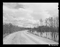 Melrose, Natchitoches Parish, Louisiana. Road leading to "Black Lake", excellent fishing grounds in this area. Sourced from the Library of Congress.