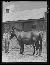 [Untitled photo, possibly related to: Shoeing a mule at smith shop. Community service center, Faulkner County, Centerville, Arkansas (see general caption)]. Sourced from the Library of Congress.