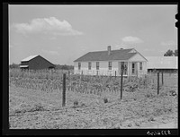 FSA (Farm Security Administration) client's home, barn and garden. La Delta Project, Louisiana. Sourced from the Library of Congress.