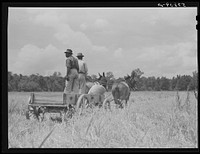 Wagon picking up bags of oats just threshed on La Delta Project. Thomastown, Louisiana. Sourced from the Library of Congress.