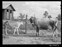 [Untitled photo, possibly related to: Cow belonging to Pleas Rodden's family, FSA (Farm Security Administration) rehabilitation borrowers in West Carroll Parish, Louisiana]. Sourced from the Library of Congress.