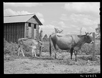 [Untitled photo, possibly related to: Cow belonging to Pleas Rodden's family, FSA (Farm Security Administration) rehabilitation borrowers in West Carroll Parish, Louisiana]. Sourced from the Library of Congress.
