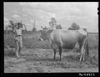 Cow belonging to Pleas Rodden's family, FSA (Farm Security Administration) rehabilitation borrowers in West Carroll Parish, Louisiana. Sourced from the Library of Congress.