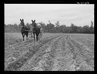 Pleas Rodden, FSA (Farm Security Administration) rural rehabilitation borrower, cultivating his cotton. West Carroll Parish, Louisiana. Sourced from the Library of Congress.