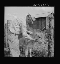 Parish supervisor Willy Roberts examining cow belonging to Pleas Rodden FSA (Farm Security Administration) rural rehabilitation borrower. West Carroll Parish, Louisiana. Sourced from the Library of Congress.