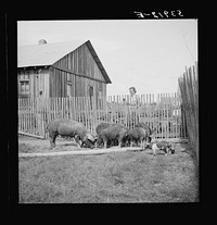[Untitled photo, possibly related to: Mrs. Pleas Rodden, FSA (Farm Security Administration) rural rehabilitation borrower, feeding their hogs. West Carroll Parish, Louisiana]. Sourced from the Library of Congress.